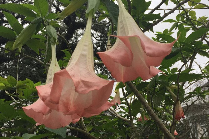 45-Minute Garden District Highlights Tour in New Orleans - What $22 gets you