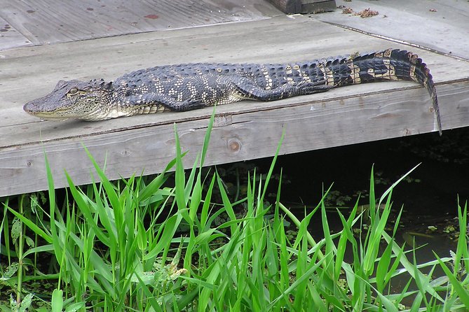 Airboat and Plantations Tour with Gourmet Lunch from New Orleans - Price, group size, and what you receive