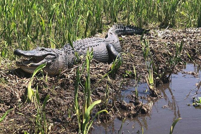 Airboat Ride with Transportation from New Orleans - Key points to know before you book