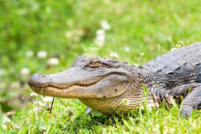 Airboat Ride with Transportation from New Orleans - A quick look at the Barataria Preserve