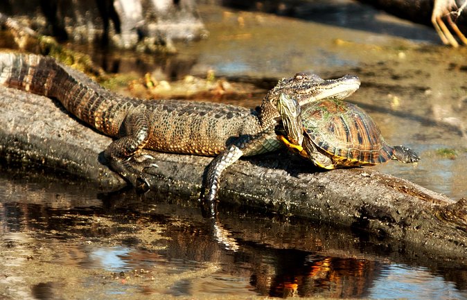 Airboat Ride with Transportation from New Orleans - The captain makes or breaks the outing