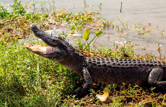 Airboat Ride with Transportation from New Orleans - Is $90 a fair price?