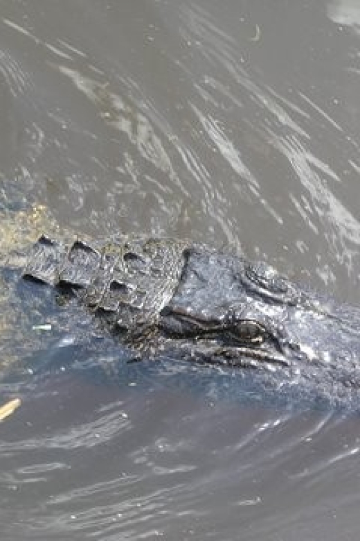 Airboat Tour of Louisiana Swamps - Key points at a glance