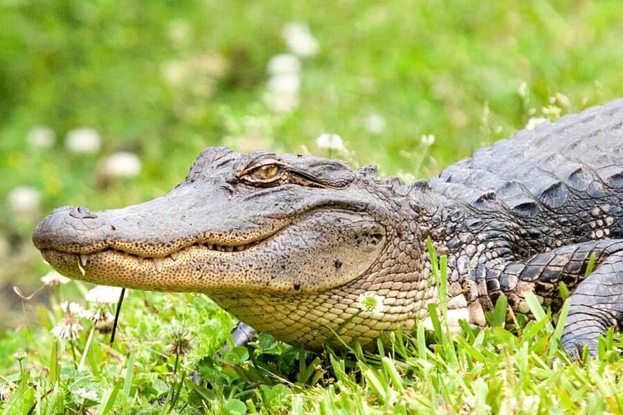Alligator Swamp Tour by Gray Line New Orleans - Key points to know before you book
