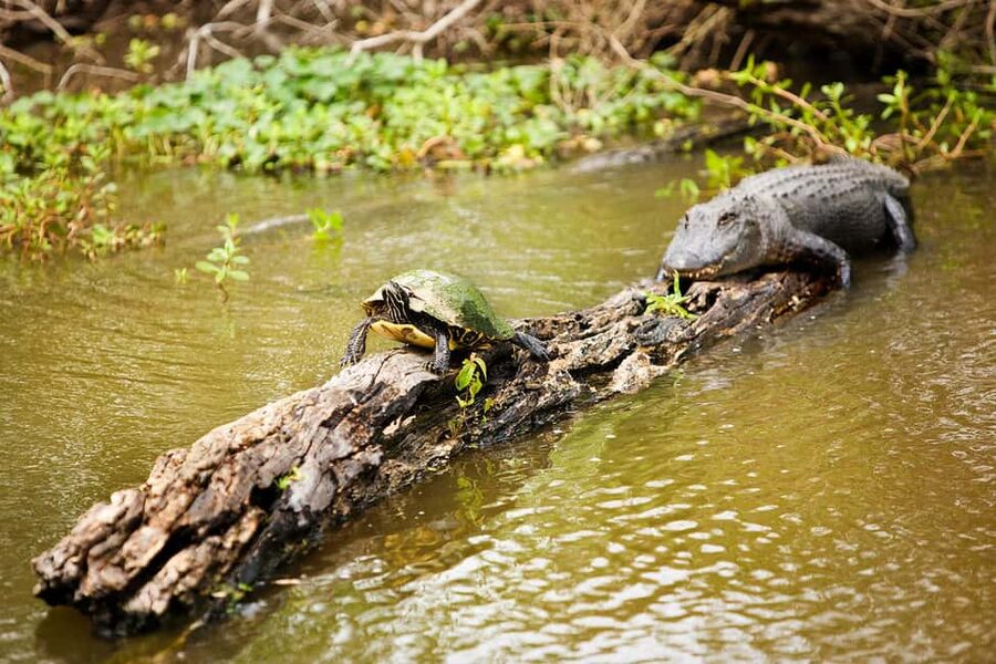 Alligator Swamp Tour by Gray Line New Orleans - The pontoon boat and the quieter way to see the bayou