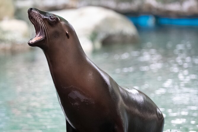 Audubon Zoo Ticket - Start with lions and orangutans