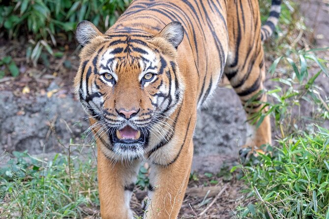Audubon Zoo Ticket - See South Louisiana at the Swamp Exhibit