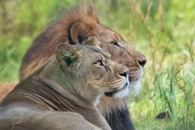 Audubon Zoo Ticket - Plan for shade, walking, and a half-day pace