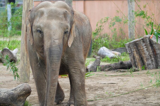 Audubon Zoo Ticket - Add-ons can change the cost and pace