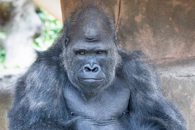 Audubon Zoo Ticket - Monkey Hill is more than a playground stop
