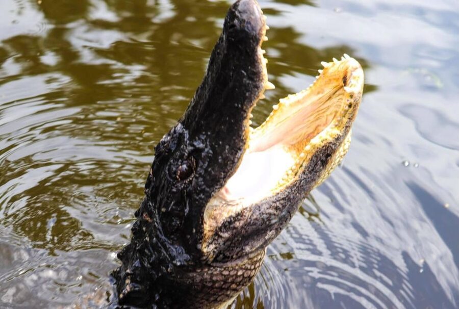 From Lafitte: Swamp Tours South of New Orleans by Airboat - Key points at a glance