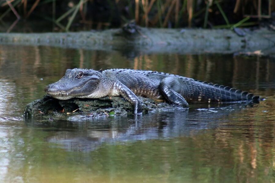 From Lafitte: Swamp Tours South of New Orleans by Airboat - Why an airboat is the right way to see the Lafitte swamp