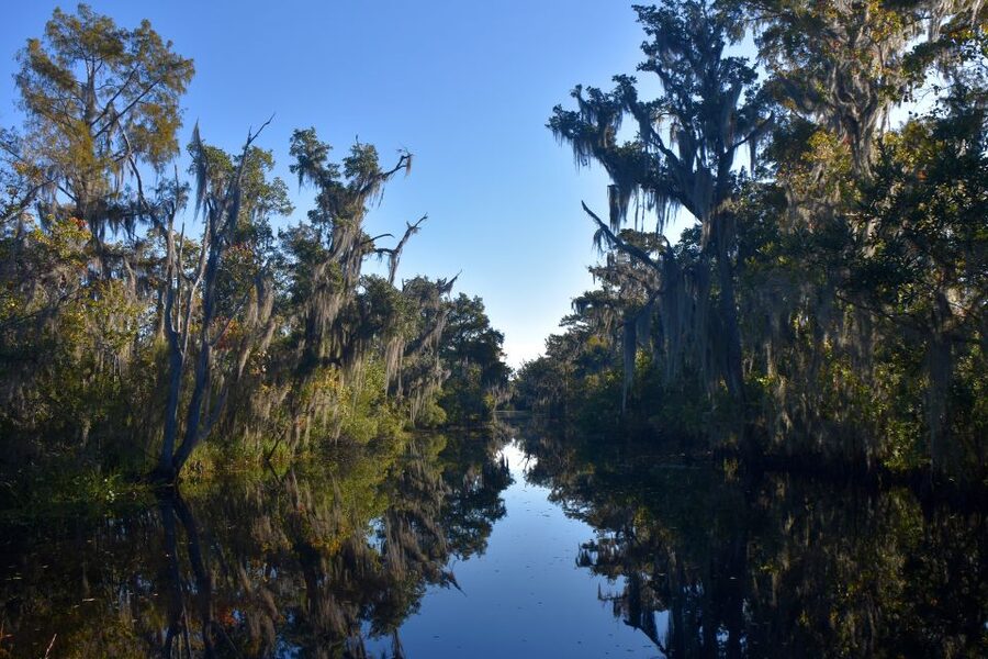 From Lafitte: Swamp Tours South of New Orleans by Airboat - Narrow canals and secluded waterways