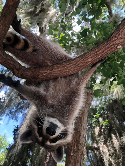 From Lafitte: Swamp Tours South of New Orleans by Airboat - What makes the guides important