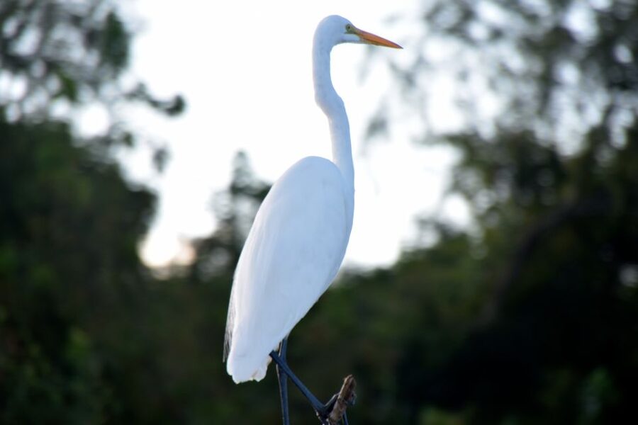 From Lafitte: Swamp Tours South of New Orleans by Airboat - Hotel pickup from New Orleans