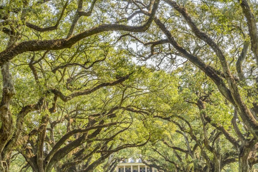 From New Orleans: Oak Alley Plantation Tour - What the $75 Price Covers