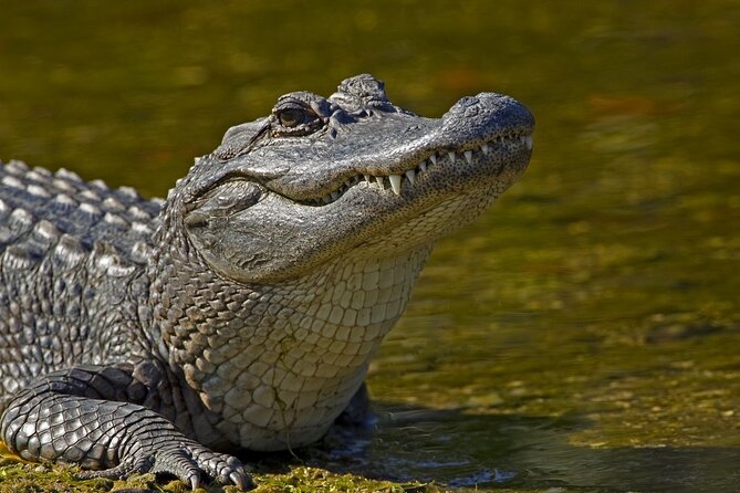 Full-Day Oak Alley Plantation & Airboat Swamp w/Transfer - Lunch at Segnette Landing in Westwego