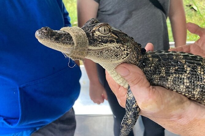 Full Day Plantation and Swamp Tour in New Orleans - Who should book this experience