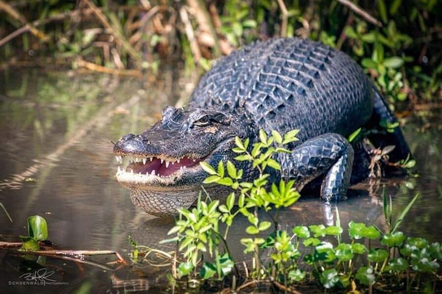 Honey Island Swamp and Bayou Boat Tour with Transportation - Watching for alligators, wild pigs, and birds