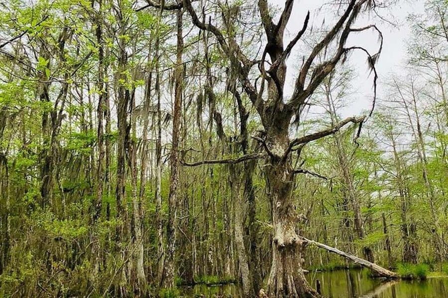 Honey Island Swamp and Bayou Boat Tour with Transportation - Hearing the swamp explained by local guides