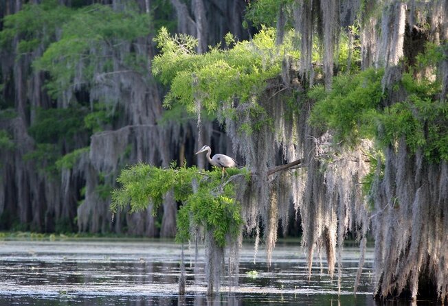 Honey Island Swamp Boat Tour - Key points to know before you go