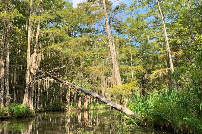 Honey Island Swamp Boat Tour - From the dock at West Pearl River to the cypress swamp