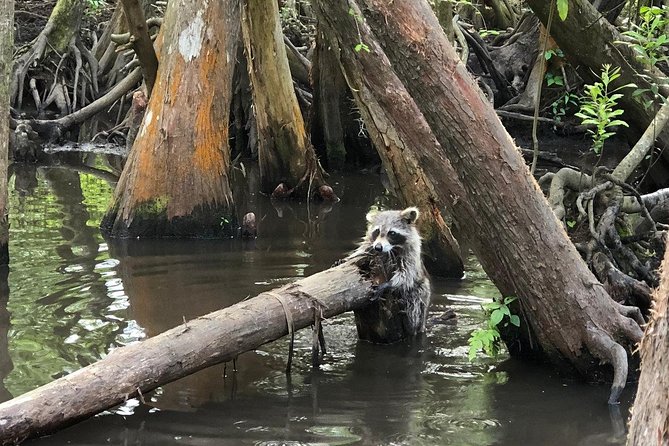 Honey Island Swamp Boat Tour - Is $34 a fair price?