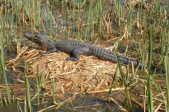 Honey Island Swamp Boat Tour with Transportation from New Orleans - Leaving New Orleans for the West Pearl River