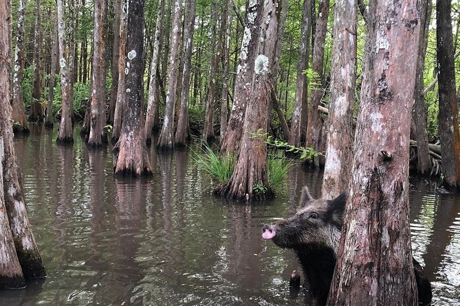 Honey Island Swamp Boat Tour with Transportation from New Orleans - Why the ecology makes the trip better