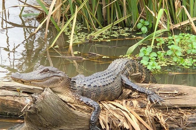 Honey Island Swamp Boat Tour with Transportation from New Orleans - How the $64 price compares