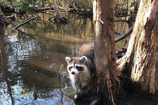 Honey Island Swamp Boat Tour with Transportation from New Orleans - Who will enjoy this Honey Island Swamp tour?