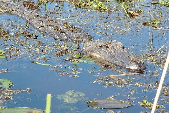 Honey Island Swamp Boat Tour - Stories that connect the swamp to local life