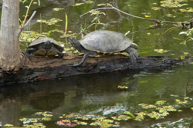 Jean Lafitte 90-Minute Swamp and Bayou Boat Tour - A close-to-town way to see the Louisiana swamp
