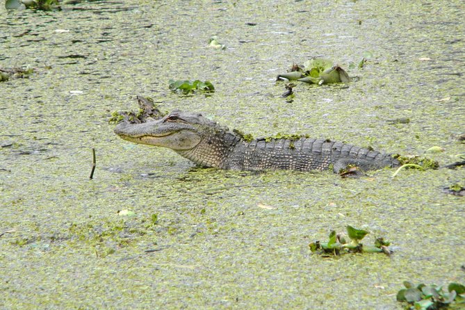 Jean Lafitte 90-Minute Swamp and Bayou Boat Tour - Starting at 6601 Leo Kerner Parkway