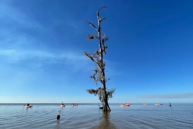 Manchac Swamp Extended 4-Hour Kayak Tour with Pickup - Cypress trees, Spanish moss, and quiet water