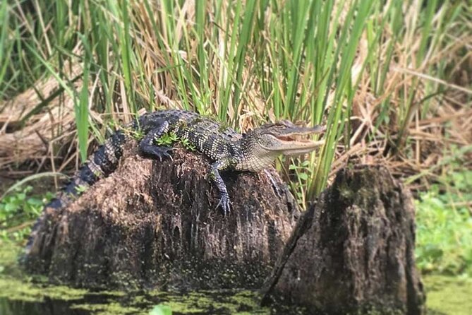 Manchac Swamp Extended 4-Hour Kayak Tour with Pickup - The pace, group size, and physical demand
