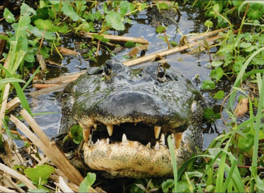 New Orleans: 10 Passenger Airboat Swamp Tour - Leaving New Orleans for the private bayou