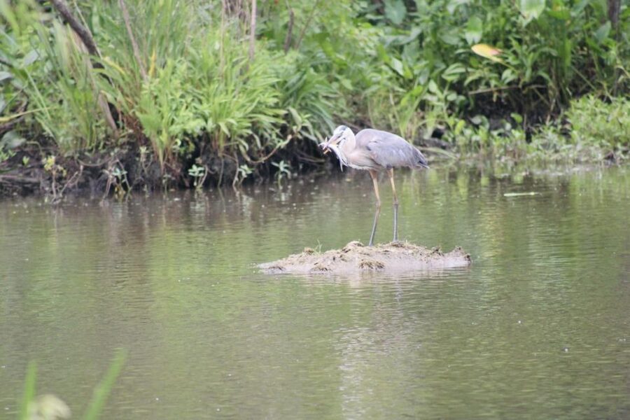 New Orleans: 10 Passenger Airboat Swamp Tour - Cypress trees, Spanish moss, and open marsh