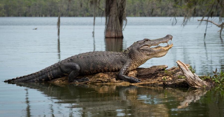 New Orleans: 16 Passenger Airboat Swamp Tour - Reaching the Swamp About 30 Minutes From New Orleans