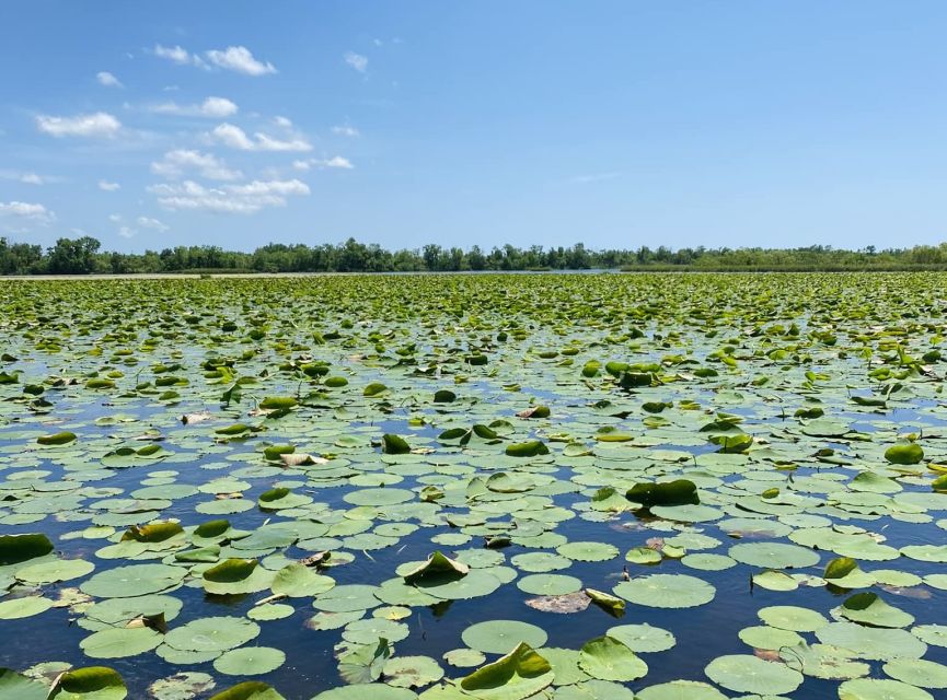 New Orleans: 16 Passenger Airboat Swamp Tour - Timing, Weather, and What to Pack