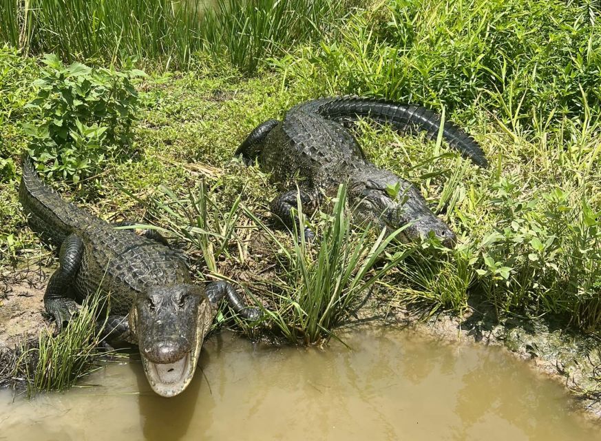 New Orleans: 16 Passenger Airboat Swamp Tour - Boarding a 16 Passenger Airboat