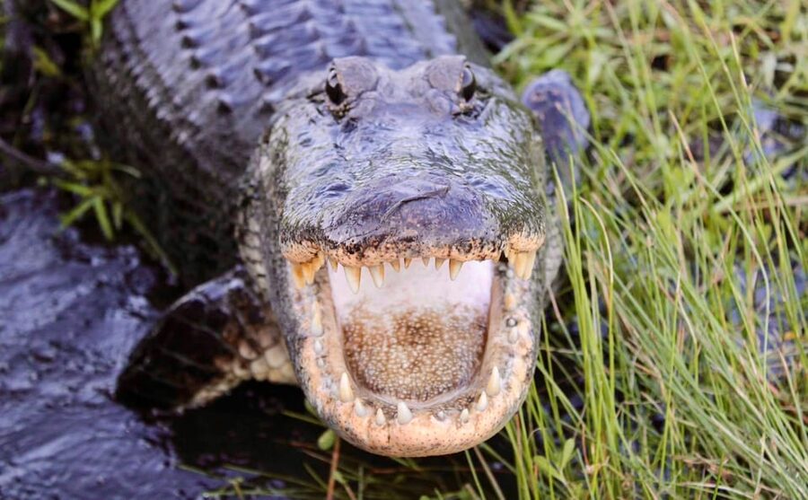 New Orleans: 6 Passenger Premium Airboat Swamp Tour - The first stretch reveals Louisiana’s swamp scenery
