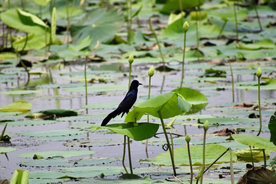 New Orleans: 6 Passenger Premium Airboat Swamp Tour - Is $95 a good value?