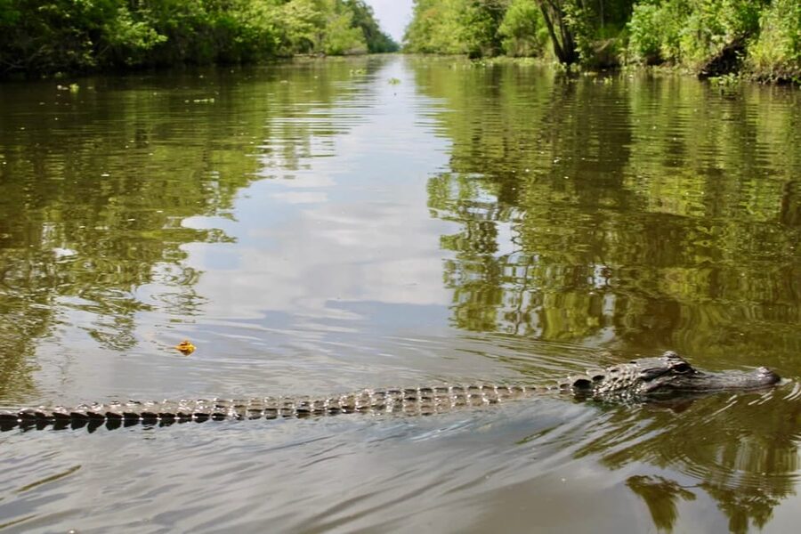 New Orleans: 6 Passenger Premium Airboat Swamp Tour - Who will enjoy this airboat ride most?