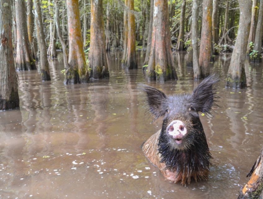 New Orleans: Airboat or Pontoon Boat Cruise with Transfers - What the 90-minute cruise feels like
