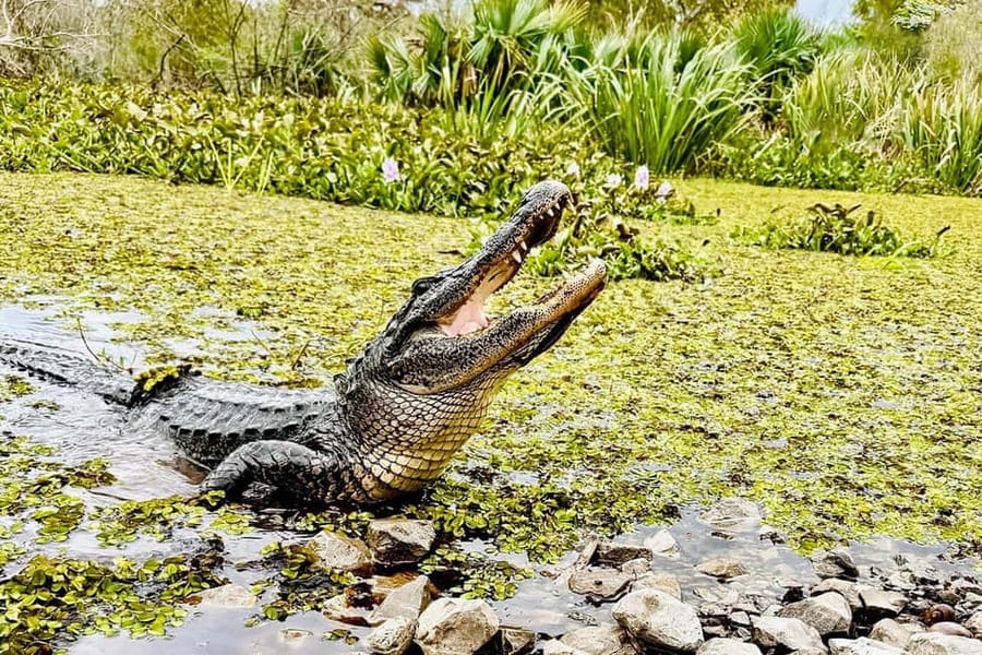 New Orleans: Airboat Swamp Adventure with Transportation - The first burst of speed across open water