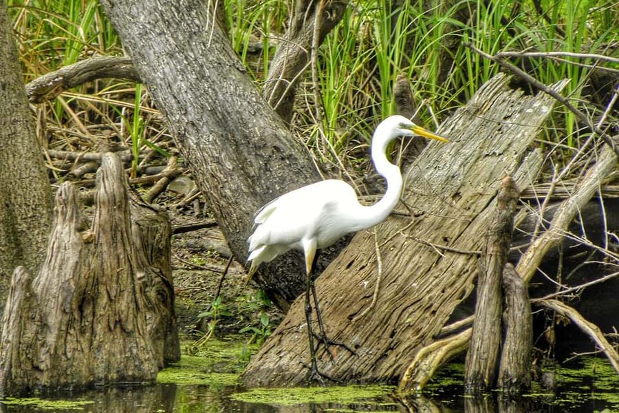 New Orleans: Airboat Swamp Adventure with Transportation - Best for families, photographers, and first-time visitors