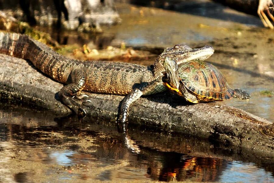 New Orleans: Airboat Swamp Adventure with Transportation - From New Orleans to the historic village of Jean Lafitte