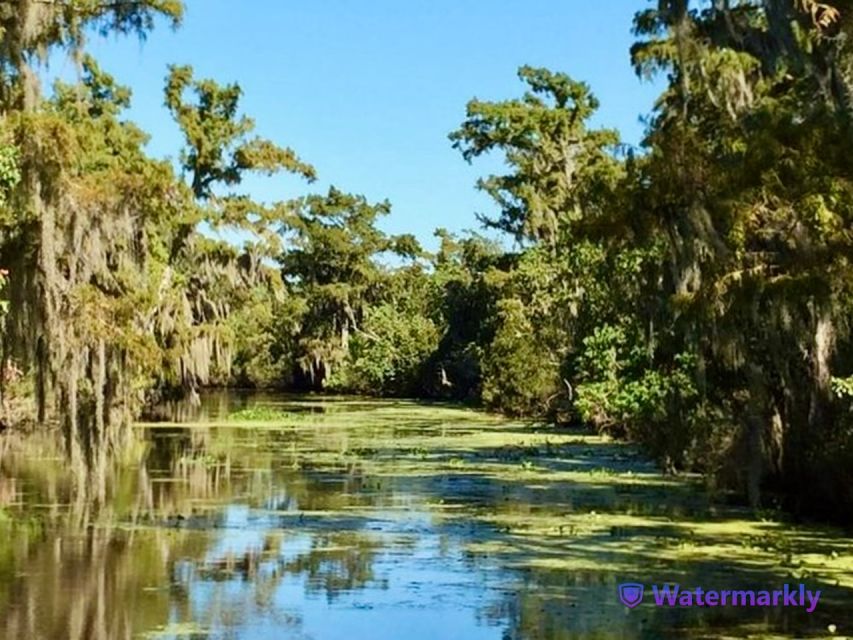 New Orleans: Airboat Swamp & City and Katrina Tour Combo - Esplanade Avenue, City Park, and the Dueling Oaks