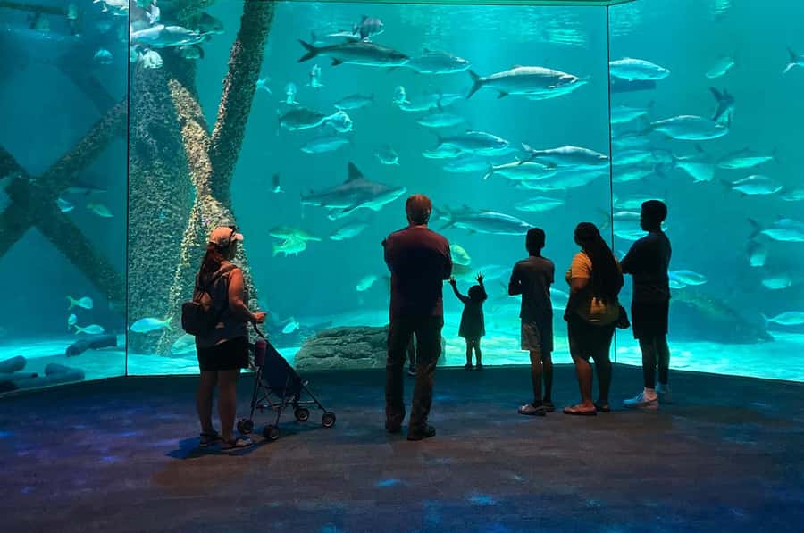 New Orleans: Audubon Aquarium & Insectarium Ticket - Timing, access, and small practical details